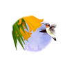 kanini.gif